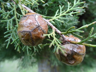 DETALLE DE LAS NUECES DEL CIPRÉS (CIPRESSUS)