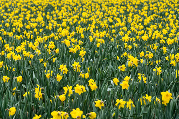 Field of bright yellow daffodils in full bloom, as a nature background