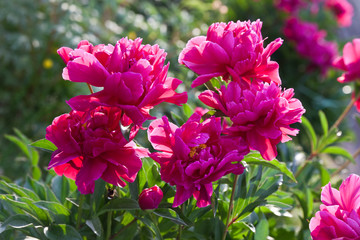 Shrub scarlet peonies in the garden in the backlight of the sun