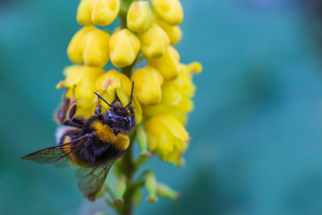Abeja comiendo polen de una flor amarilla