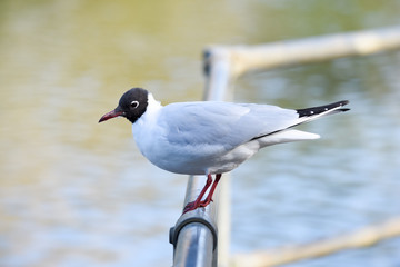 Chroicocephalus ridibundus or black-headed gull in profile on a railing