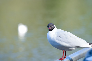 Curious seagul looking towards the camera with an inquisitive expression
