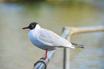 Chroicocephalus ridibundus or black-headed gull in profile on a railing