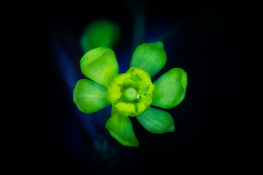 Hojas de flores verdes