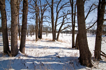 A winter afternoon in a Midwest oak savanna creates a scenic landscape.
