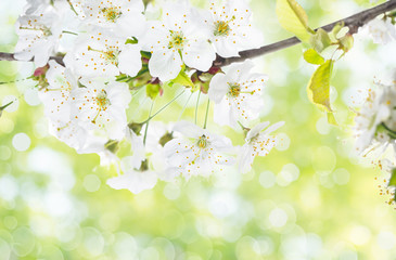 Obraz na płótnie Canvas spring flowers on a background