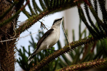 Maria-lencinho Fluvicola nengeta