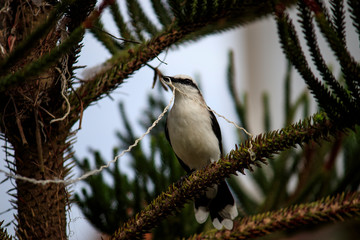 Maria-lencinho Fluvicola nengeta