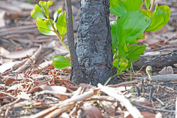 new leaves after burning