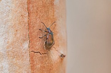 Golden bug - phyllotocus - nectar scarab