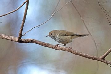 buff-rumped thornbill