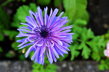 Top view of blue anemone in the garden