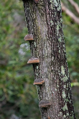 Tree - Dwelling Lichens, fungi and hanging moss