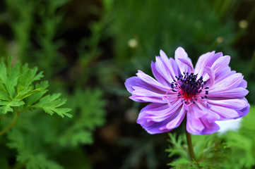 Obraz premium Close up of anemone blooming in the garden