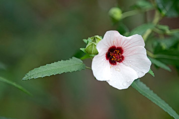 pink flower - Pavonia hastata