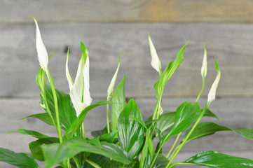 Flowering peace lily against wooden background