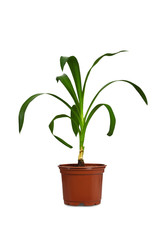 Fototapeta na wymiar Yucca plant in flower pot isolated on white background