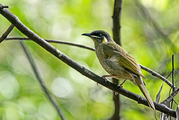 Yellow faced honeyeater