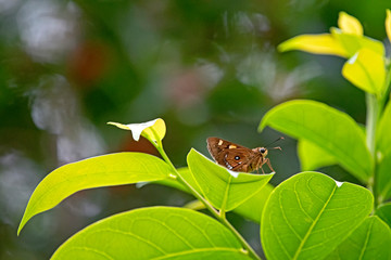 brown butterfly in green and red background