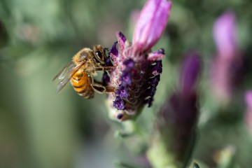 Honey Bee pollinating Spanish Lavender - Apis mellifera pollinating Lavandula stoechas.  The bee is in focus, while the background and lavender are in soft bokeh.