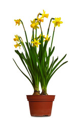 Daffodils in flowerpot isolated on white background