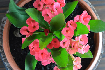 Christ plant, Crown of thorns, Christ thorn or Euphorbia milii