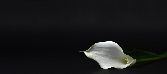 Calla lily isolated on black background