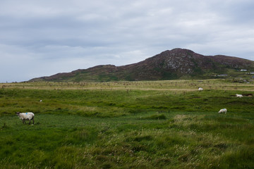 Sheep in the Irish countryside