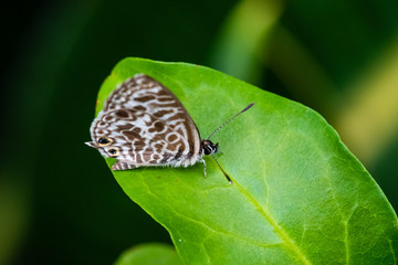 Grasswing butterfly