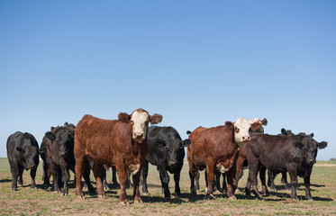 Herd of young cows