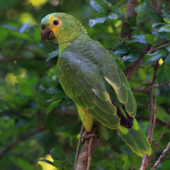  Photo of Parrot (Turquoise-fronted Parrot) perched on a tree. Mato Grosso do Sul. Pantanal