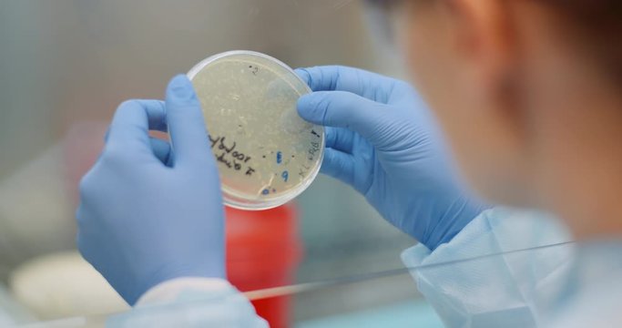 scientist looking at coronavirus virus and bacteries on petri dish at laboratory