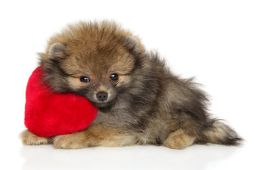 Obraz premium Spitz puppy lies with a red soft toy