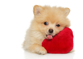 Pomeranian Spitz puppy with a red soft toy
