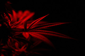 red cannabis leaf on black background