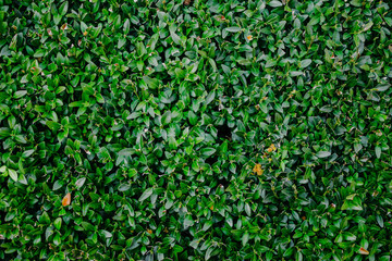 Natural green background from the foliage of evergreen boxwood