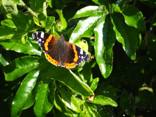 Red Admiral Butterfly