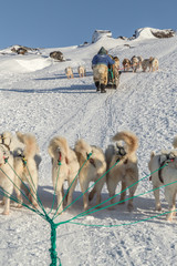 Dog sledding - Greenland dogs pulling sleds uphill vertical