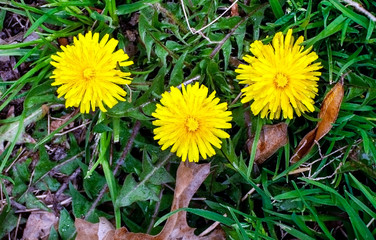 Three spring dandelions in grass.