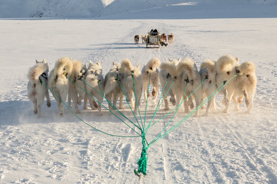 Dog sledding - Greenland dogs running across frozen lake