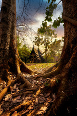 surreal view of ancient black house in old trees root and sunset skyline