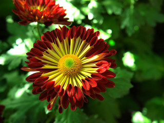 Japanese chrysanthemum of various colors known as spoon