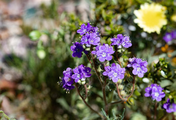 Phacelia crenulata has deep purple flowers and many common names like notch leaf scorionweed and cleftleaf wildheliotrope, Oils from this abundant desert annual give some people a poision ivy rash