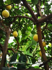 lemons on tree