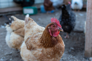 Chicken in a rural hobby farm coop