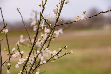 Cherry blossoms branch against a blurred background with other blossoming cherry branches