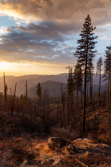 Forest fire at golden hour