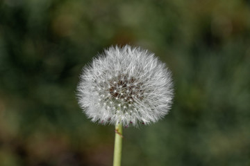 dandelion on background of green grass