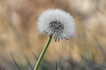 Fototapeta na wymiar dandelion on background of grass