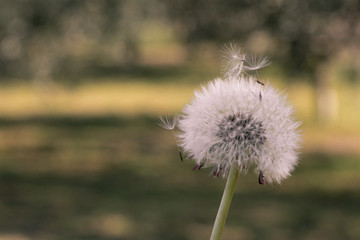 dandelion on green background